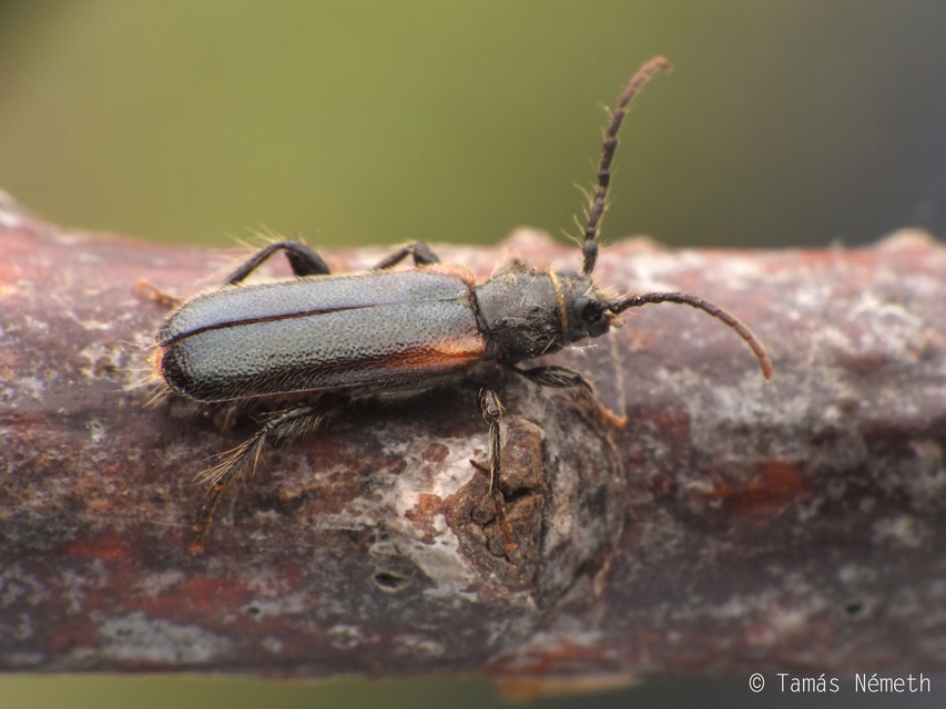 Phymatodes pusillus - vállfoltos háncscincér
