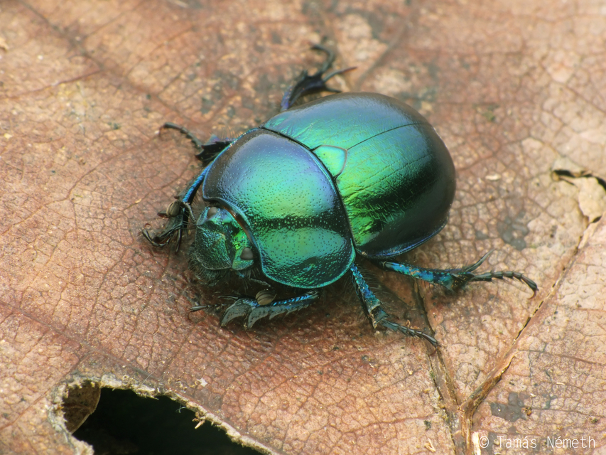 Trypocopris vernalis - tavaszi álganéjtúró