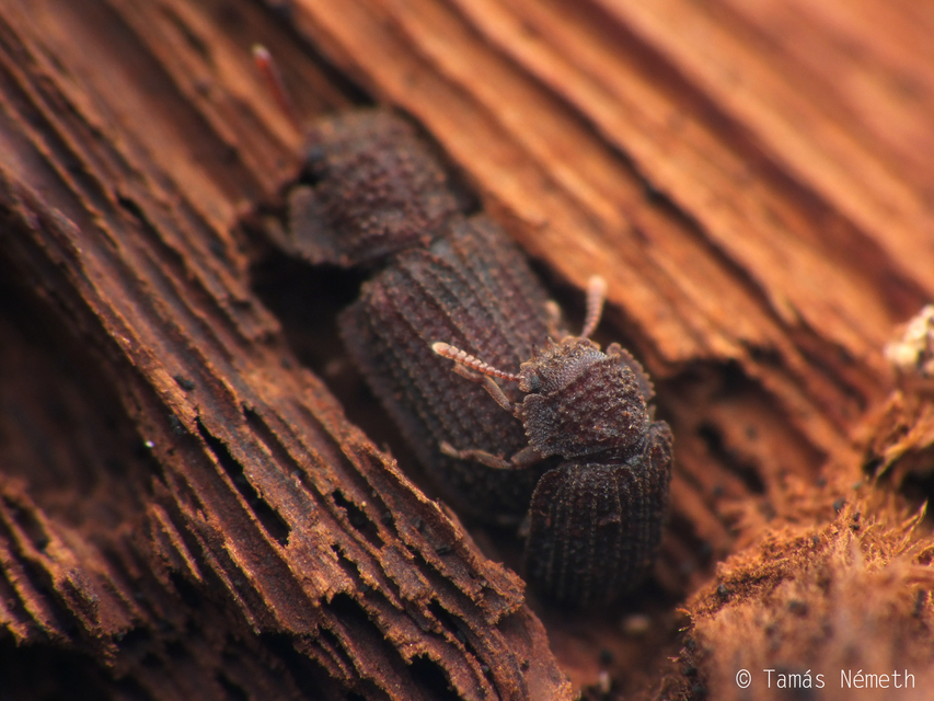 Eledonoprius armatus - érdes taplóbogár