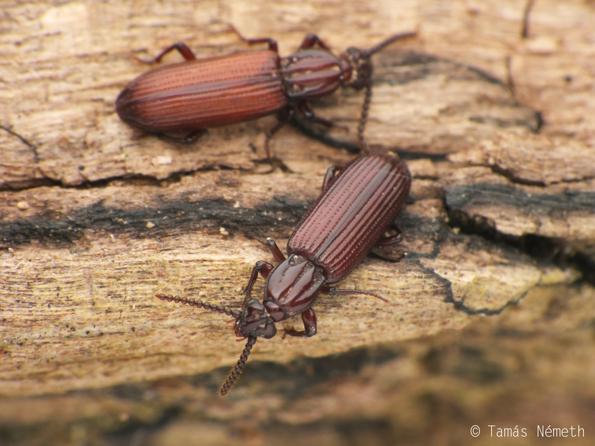 Rhysodes sulcatus - kerekvállú állasbogár