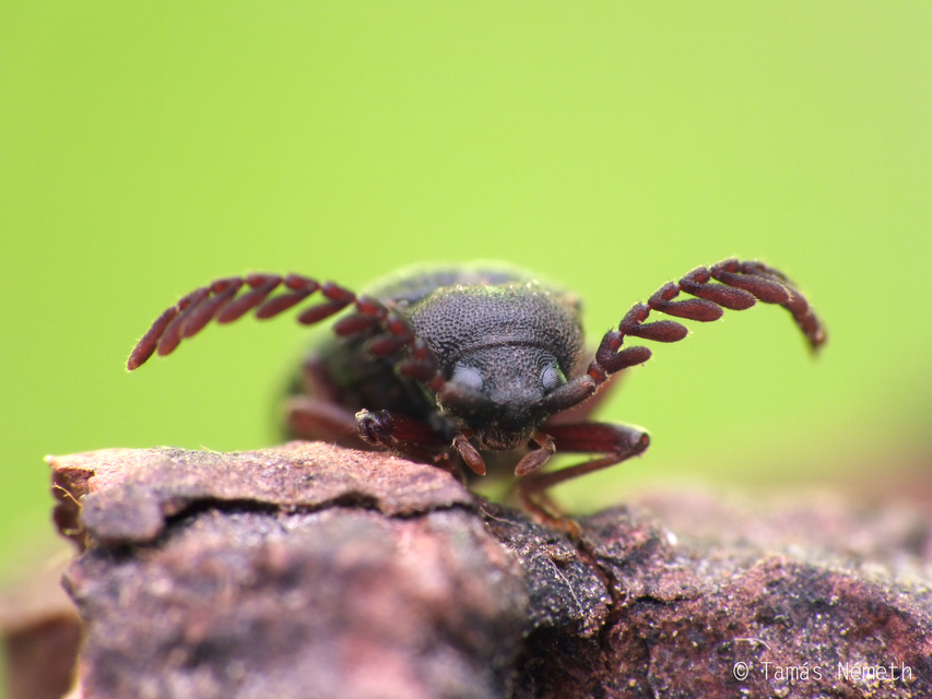 Cerophytum elateroides - európai álpattanó
