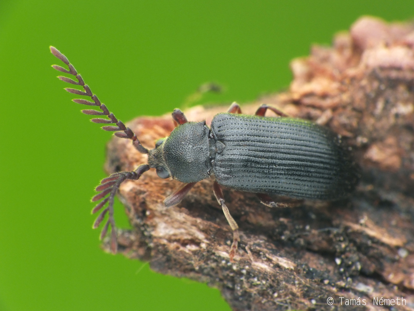 Cerophytum elateroides - európai álpattanó