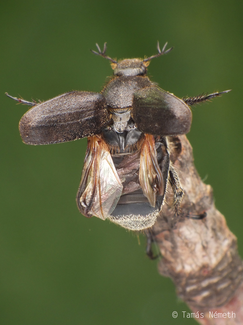 Hoplia hungarica - homoki virágcserebogár