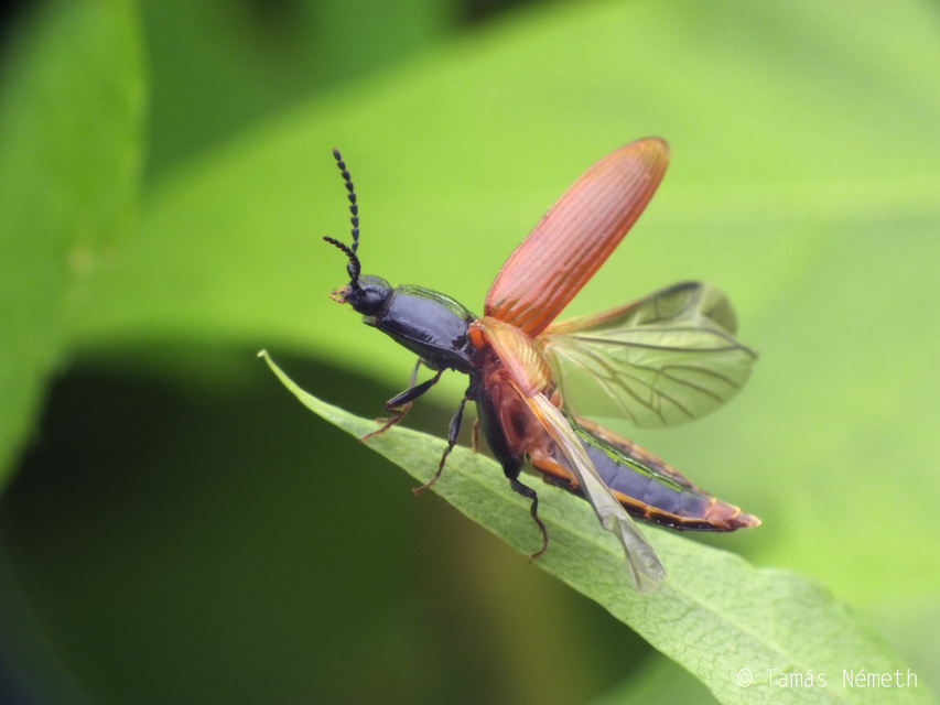 Hypoganus inunctus - téglavörös pattanó