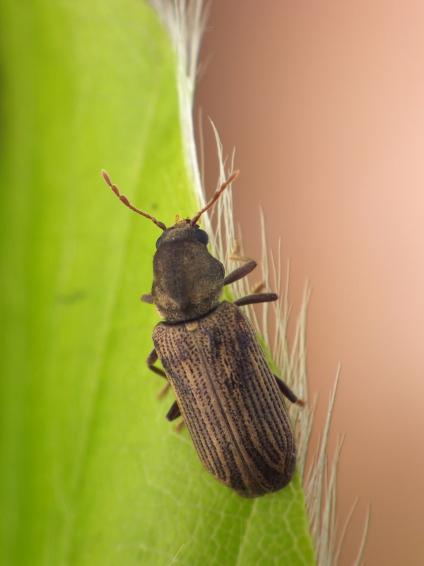 Hemicoelus costatus - sávosszőrű kopogóbogár