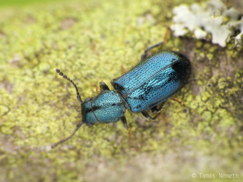 Korynetes caeruleus - hosszúszőrű törpeszúfarkas