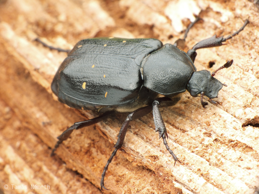 Gnorimus variabilis - nyolcpettyes virágbogár