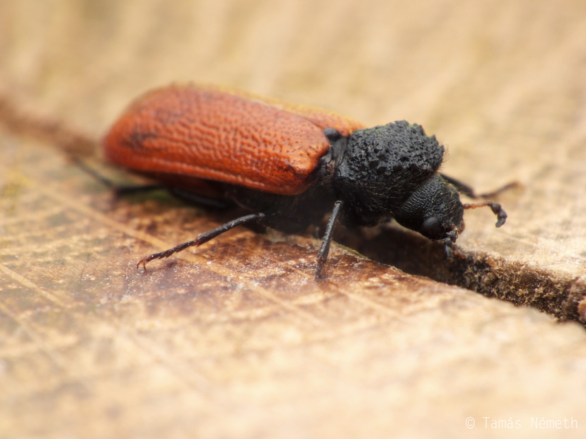 Bostrichus capucinus - piros csuklyásszú