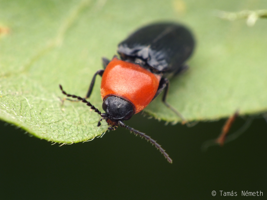 Cardiophorus gramineus - pirosnyakú szívespattanó