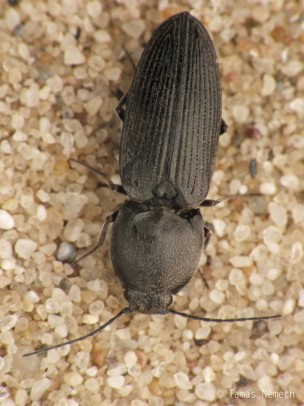 Paracardiophorus musculus - pusztai szívespattanó
