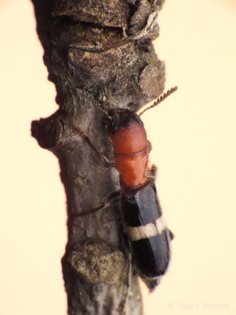 Denops albofasciatus - nagyfejű szúfarkas