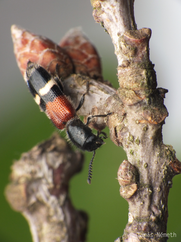 Tilloidea unifasciata - szőlő-szúfarkas