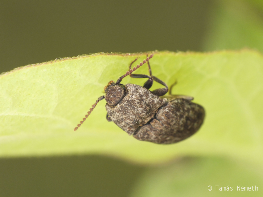 Agrypnus murinus - egérszínű pikkelyespattanó