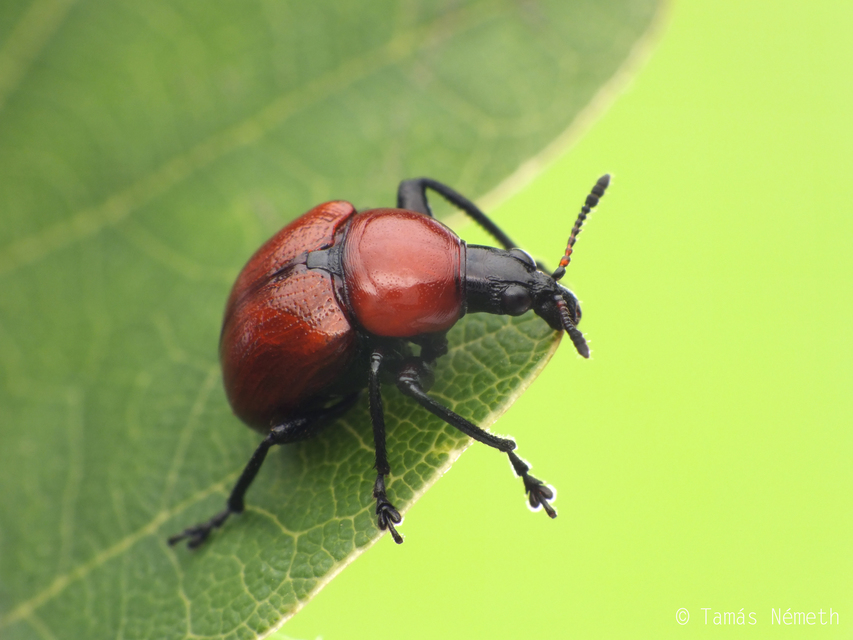 Attelabus nitens - tölgy-levélsodró