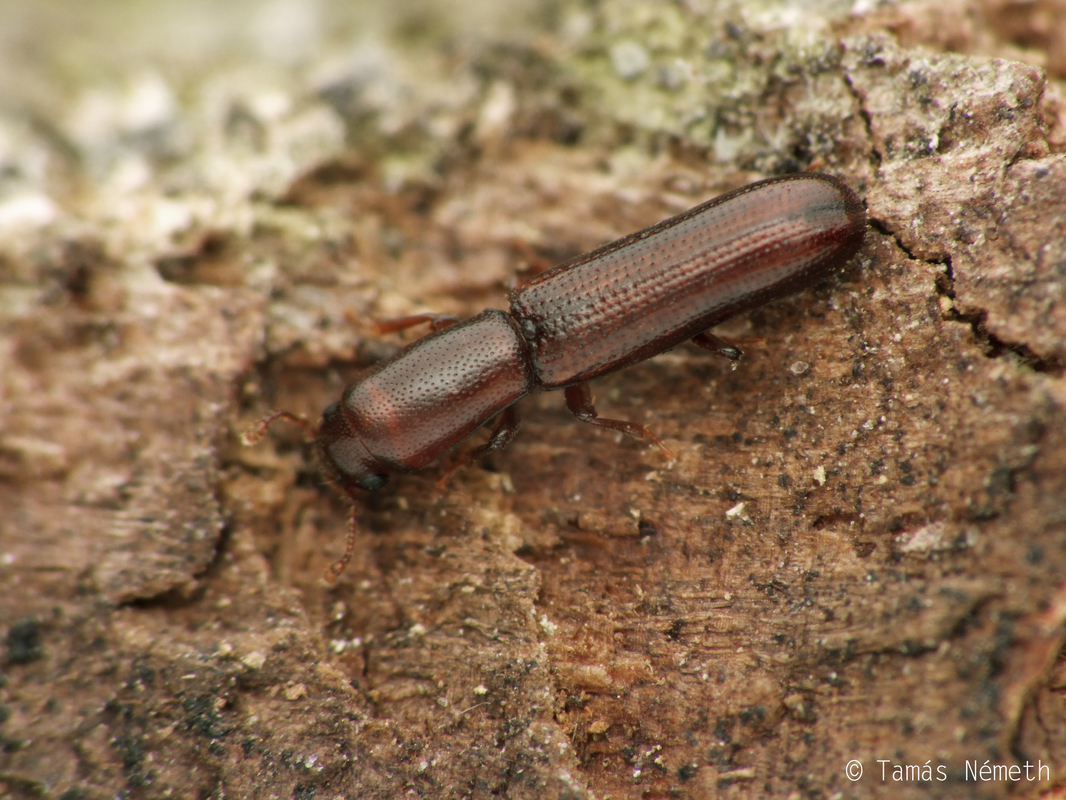 Teredus opacus - fénytelen humuszbogár