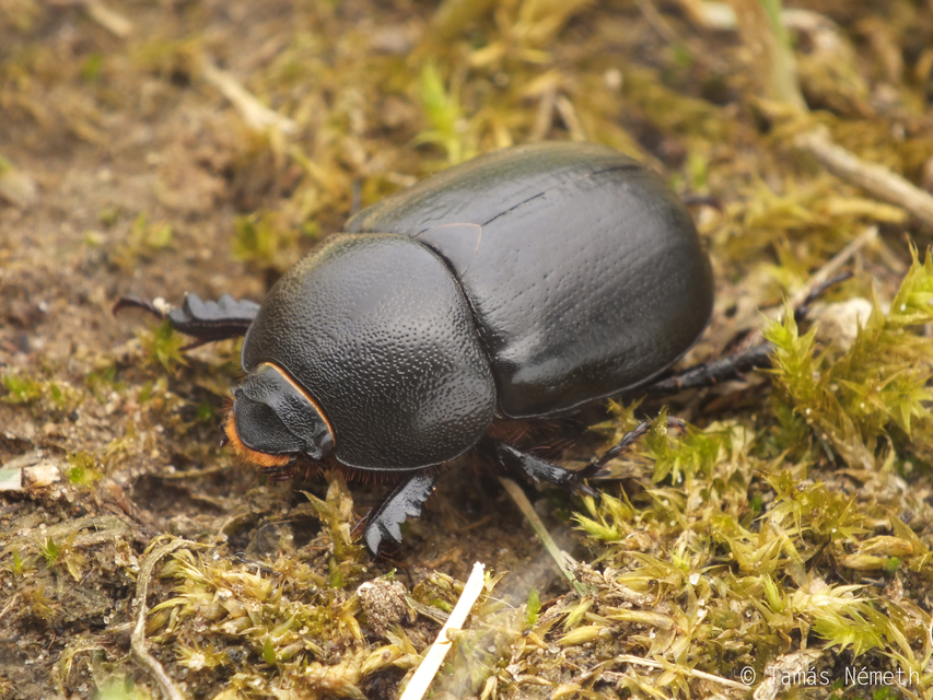 Pentodon idiota - butabogár