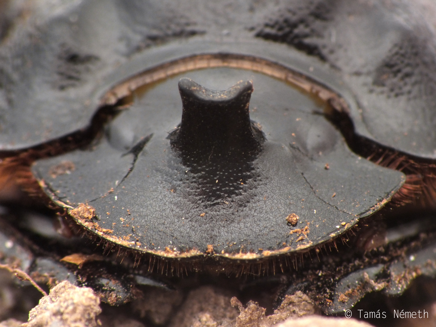 Copris lunaris - közönséges holdszarvú-ganéjtúró