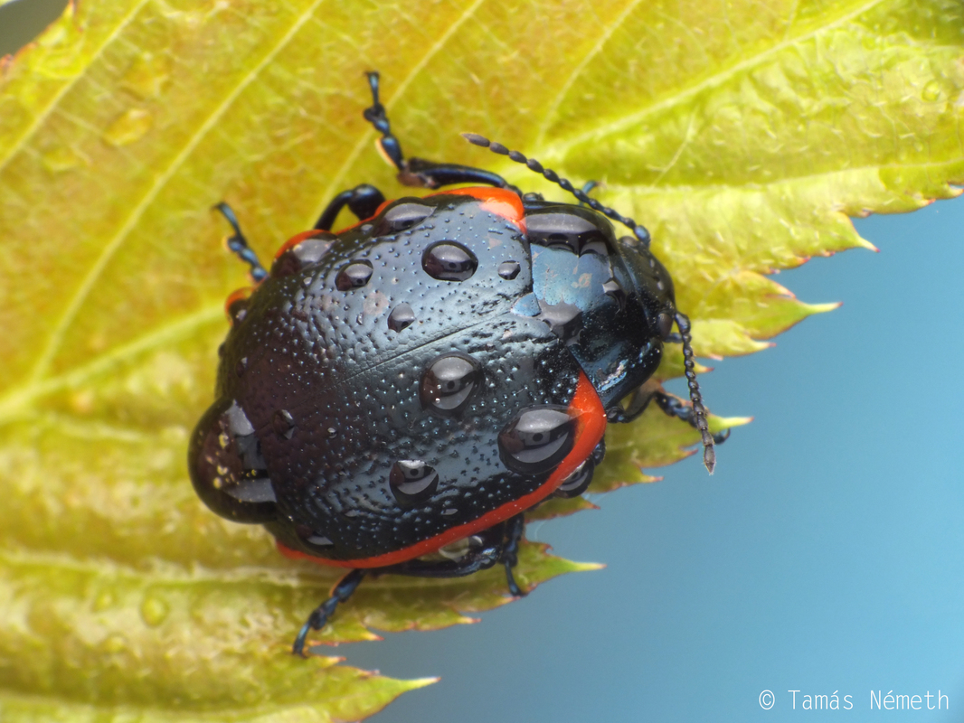 Chrysolina sanguinolenta - gyújtoványfű-szegélyeslevelész