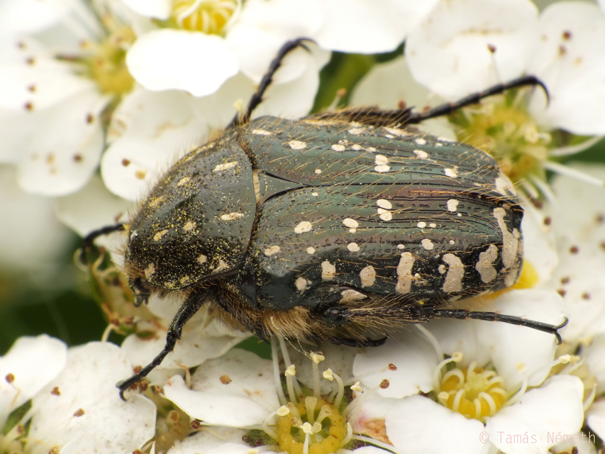 Oxythyrea funesta - sokpettyes virágbogár