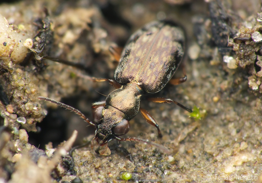 Asaphidion flavipes - közönséges sárfutó