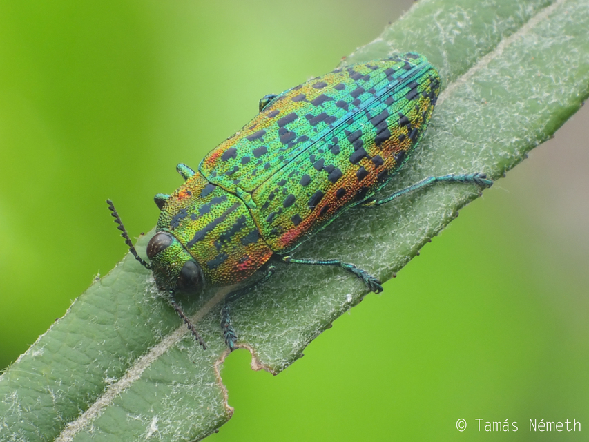 Lamprodila decipiens - nyírfa-tarkadíszbogár Lamprodila decipiens - nyírfa-tarkadíszbogár
