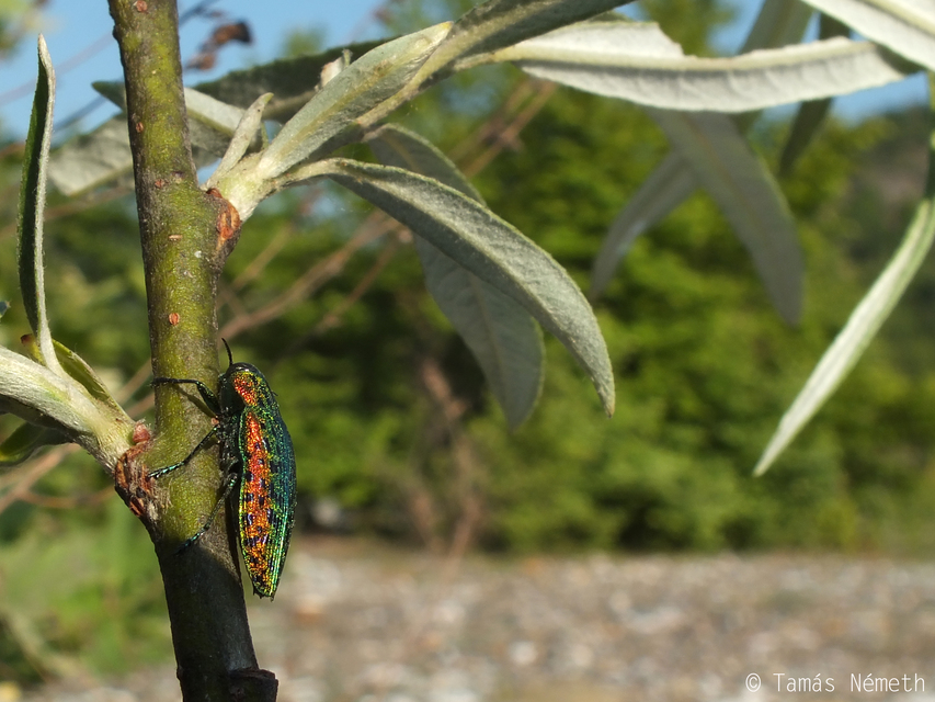 Lamprodila decipiens - nyírfa-tarkadíszbogár Lamprodila decipiens - nyírfa-tarkadíszbogár