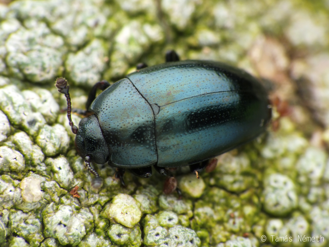 Aulacochilus violaceus
