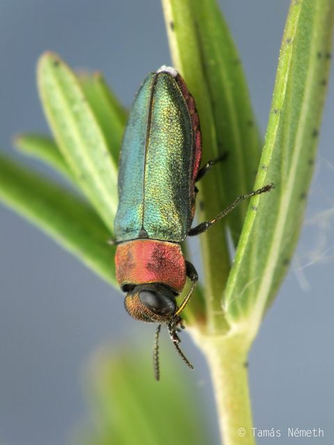 Anthaxia nitidula - ragyogó virágdíszbogár
