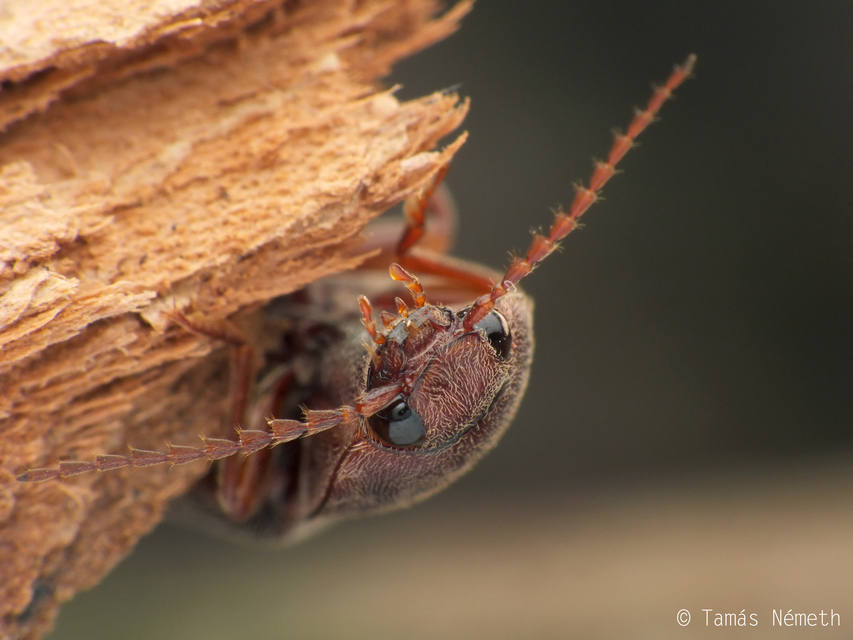 Stenagostus rhombeus - rombusznyakú pattanó