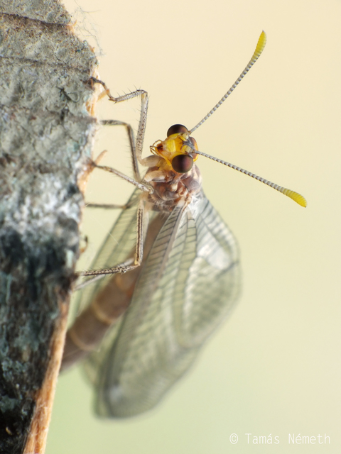 Megistopus flavicornis - kétfoltos hangyaleső