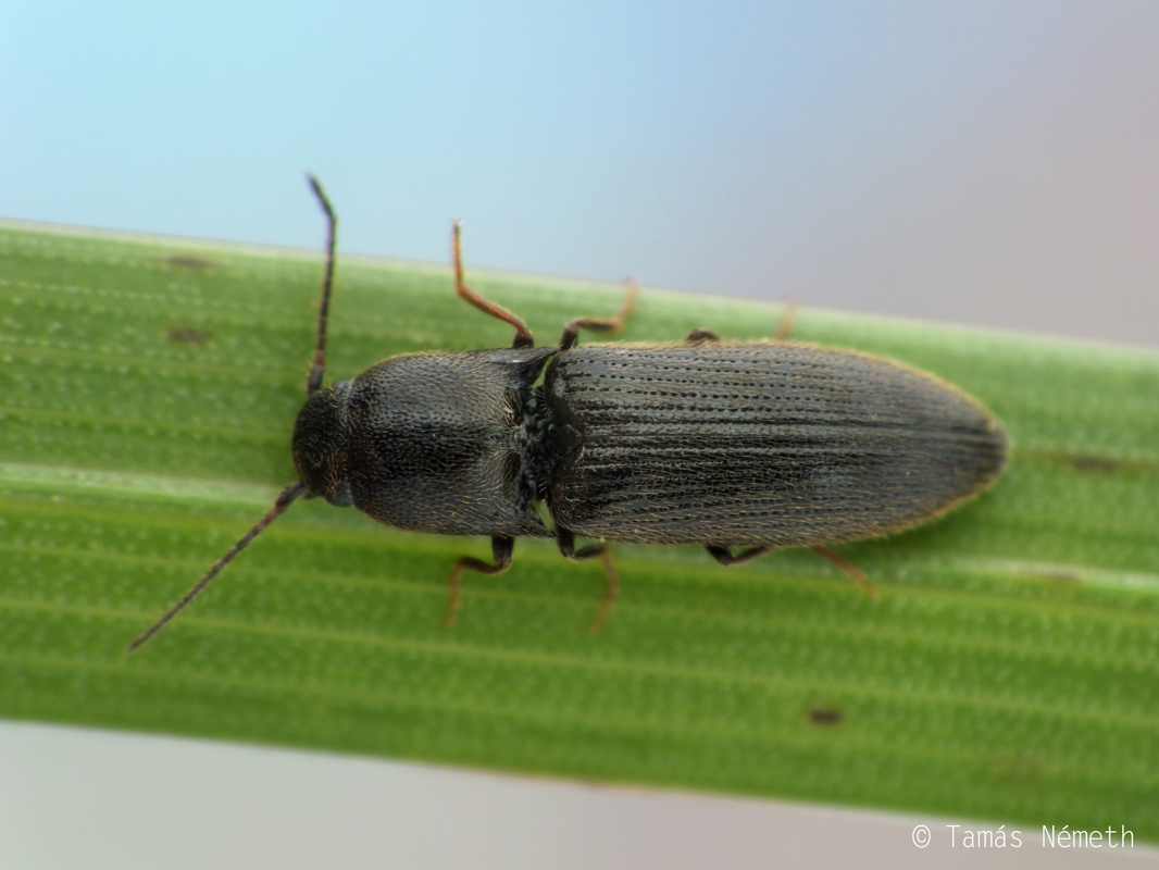 Idolus picipennis - vállfoltos pattanó