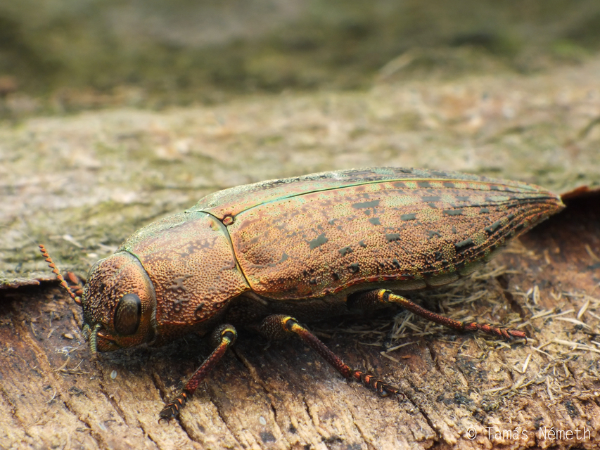 Dicerca berolinensis - bükkfa-díszbogár