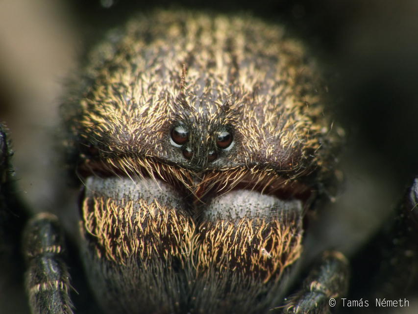 Eresus Eresus