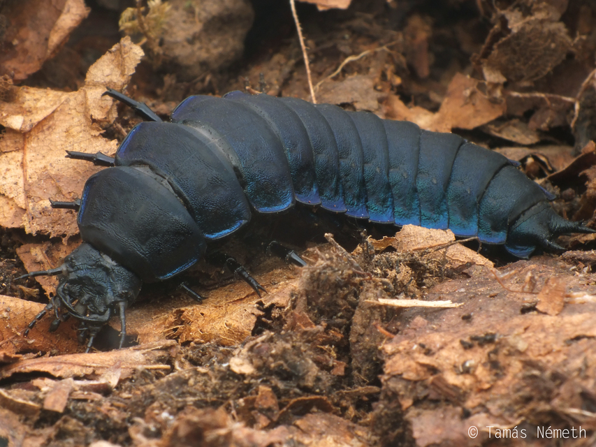 Carabus gigas