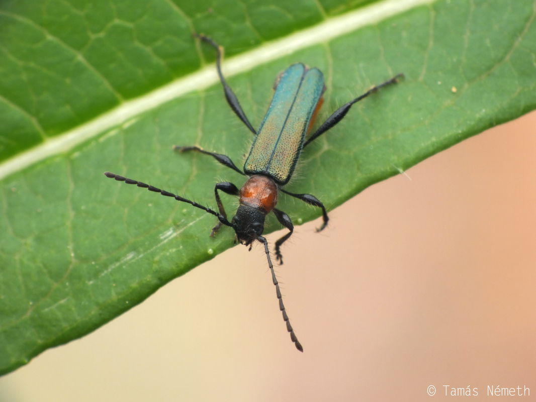 Callimus abdominalis