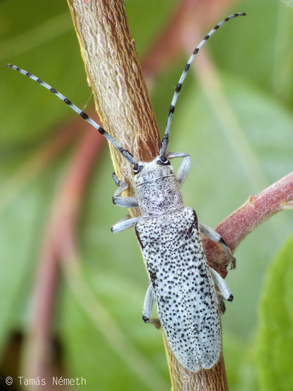 Saperda similis - kecskefűzcincér