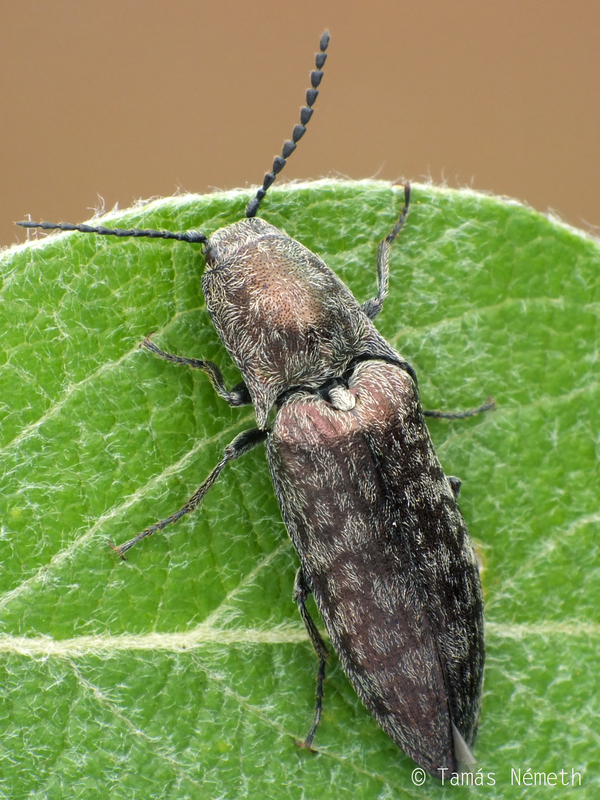 Actenicerus siaelandicus - márványos pattanó