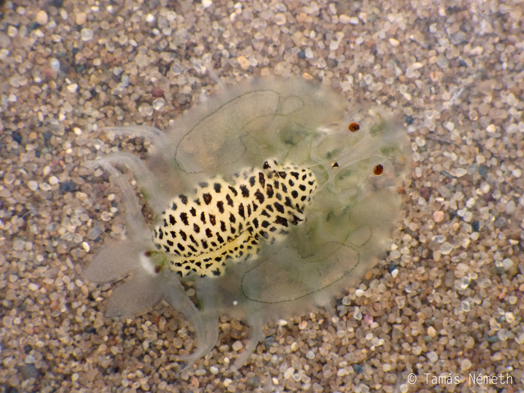 Argulus foliaceus