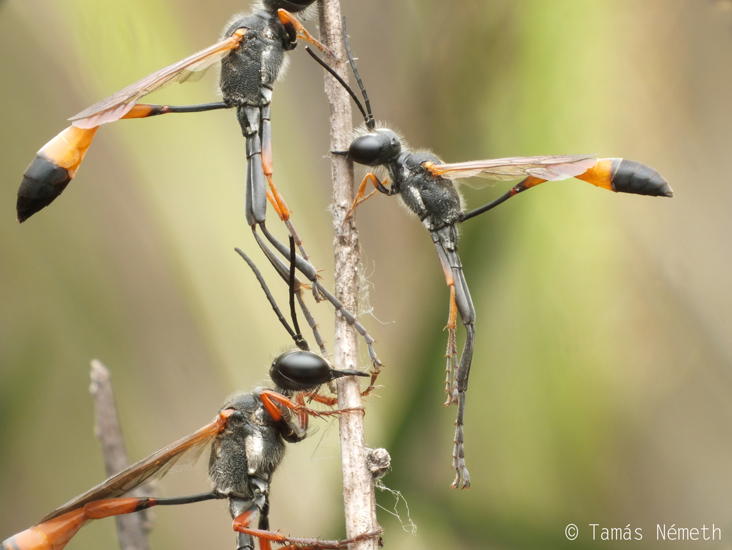 Ammophila heydeni - vöröslábú hernyóölődarázs