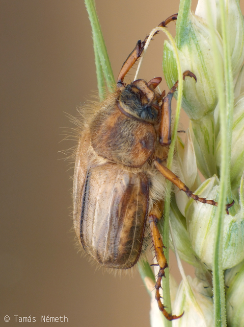Amphimallon solstitiale - bordás sárgacserebogár