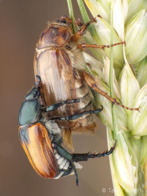 Amphimallon solstitiale - bordás sárgacserebogár