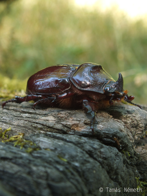 Oryctes nasicornis - orrszarvú bogár