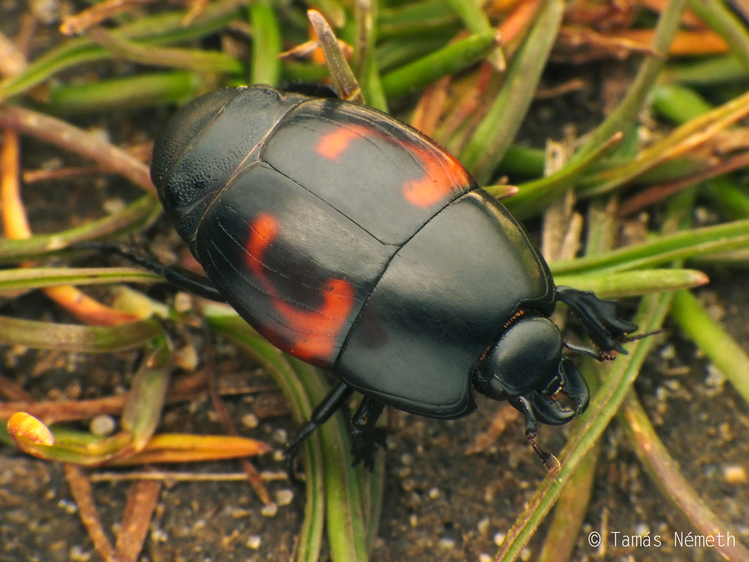 Hister quadrimaculatus - közönséges sutabogár