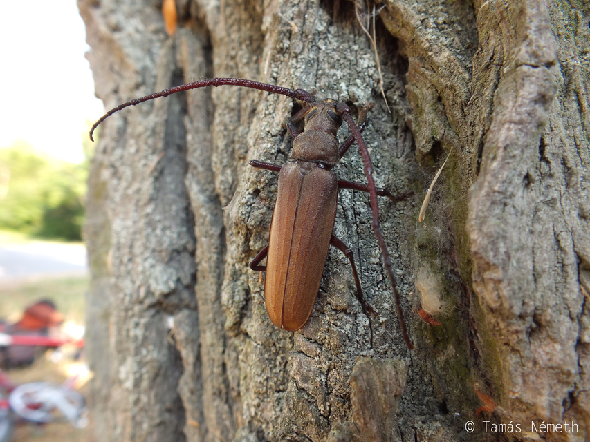 Aegosoma scabricorne - diófacincér