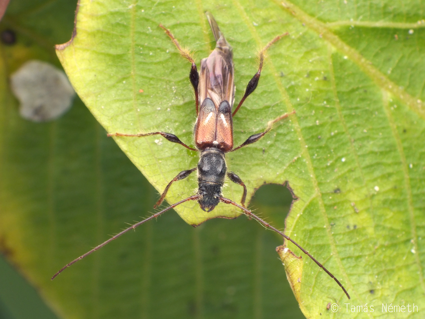 Molorchus minor - kis légycincér