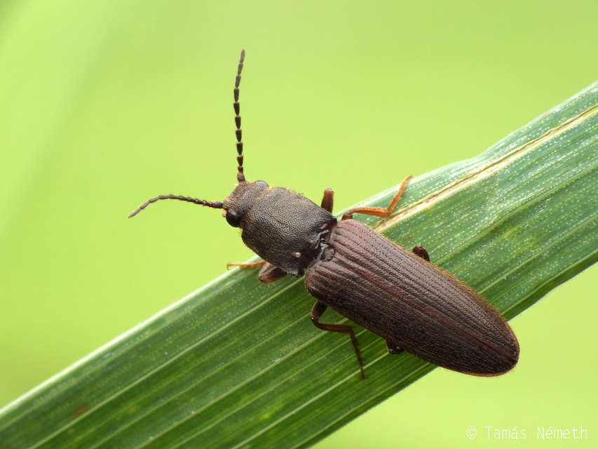Athous apfelbecki - Apfelbeck-pattanó