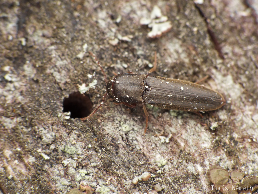 Nematodes filum - karcsú tövisnyakúbogár
