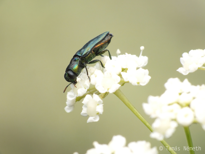 Anthaxia podolica - podóliai virágdíszbogár