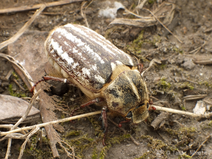 Anoxia orientalis - keleti cserebogár