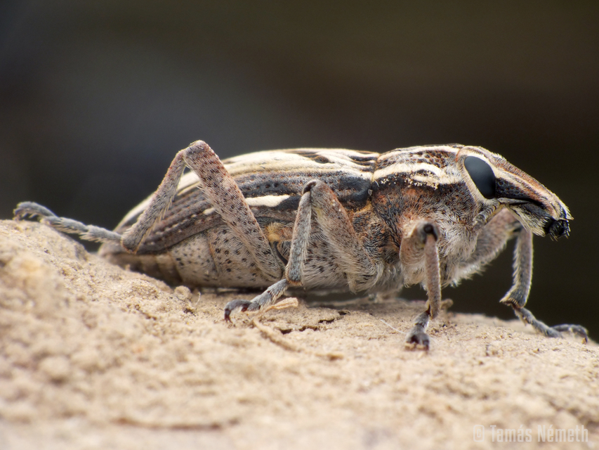 Coniocleonus nigrosuturatus - nyíljegyes barkó